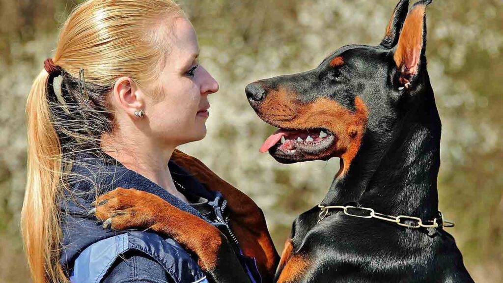 What You Need To Know Before Hiring A Dog Bite Injury Lawyer What You Need To Know Before Hiring A Dog Bite Injury Lawyer on focuseverything